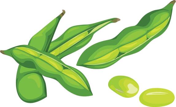 Illustration of open green soybean pods revealing the beans inside, with two loose soybeans on a white background. vector