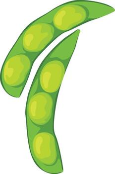 Two green edamame pods, each containing several light green soybeans, displayed against a white background. vector