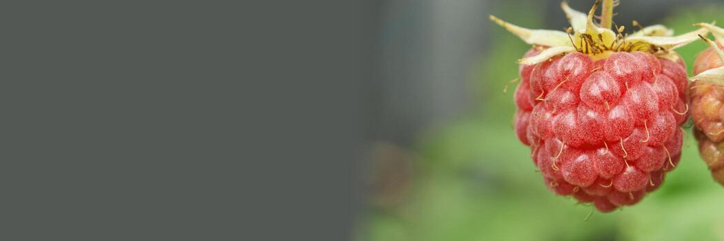 Close-up of ripe red raspberry on green bush with blurred background to the left. photo