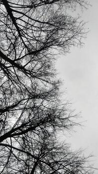 Bare branches of trees against a gray sky. The scene captures a winter atmosphere with a focus on the intricate patterns of the twigs. photo
