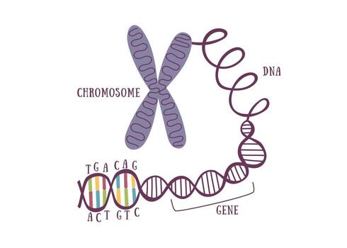 DNA structure and genetic hierarchy diagram. Flat illustration showing the structure of genetic material from the chromosome to DNA sequence. Concept of genetics and molecular biology. vector