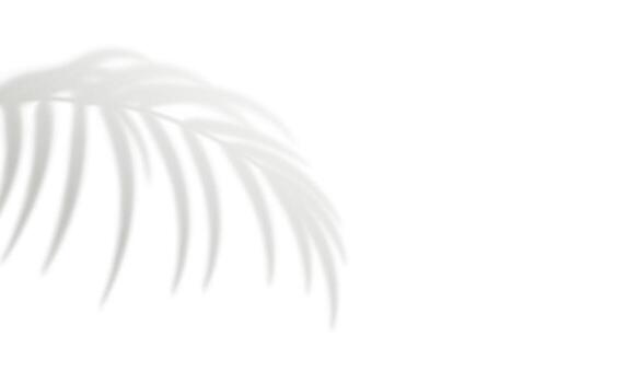 palma hoja sombra aislado en blanco antecedentes vector