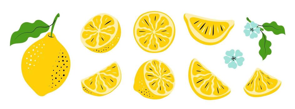 Lemon Set. Hand-Drawn Citrus Slices and Leaves. Colorful sketch illustration of fruits vector