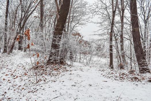 The park is covered with a thin layer of snow in winter. . The park with tall trees and paths is covered with snow. photo