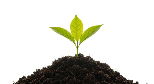 Vibrant Green Sprout Emerging from Rich Soil, White Background photo
