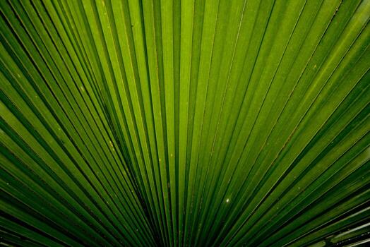 The green palm leaf background is dominated by the parallel lines of the leaf folds or veins radiating outwards from the bottom center, creating a strong sense of texture and pattern photo
