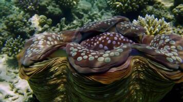 under vattnet stänga upp av en stor mussla med invecklad mönster och texturer video