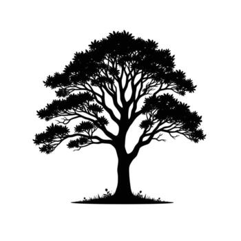 Silhouette of a large evergreen tree with a wide canopy and detailed branches set against a white background vector