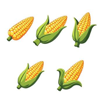 Collection of five ripe yellow corn cobs with green husks displayed in various angled positions vector