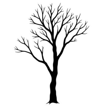 A silhouette of a bare deciduous tree with intricate branches reaching upwards against a white background vector