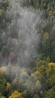 sussurra di nebbia galleggiante al di sopra di un' massiccio pino foresta, la creazione di un' misterioso e travolgente naturale atmosfera video
