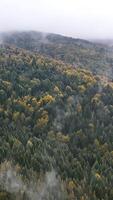 Wide aerial shot of a Carpathian mountain range covered in evergreen and deciduous trees under a low cloud ceiling video