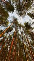 Vertikale kleiner Winkel breit Schuss suchen oben in ein dicht, majestätisch Wald Überdachung mit viele gerade, hoch Kiefer Baum Stämme Anzeigen ein warm Rötlich orange Farbton von Direkte Sonnenlicht, kontrastieren mit das video
