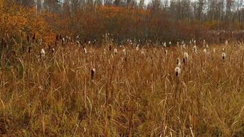 bred skott av en fredlig, gyllene träsk landskap i sent höst med en fält av lång, torr gräs och vass, många med fluffig utsäde huvuden, uppsättning mot en bakgrund av lövfällande träd som visar djup brun video