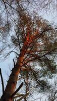 Vertikale kleiner Winkel Schuss suchen direkt oben ein majestätisch, hoch Kiefer Baum deren Kofferraum und Oberer, höher Geäst sind dramatisch beleuchtet durch ein warm, goldorange Licht von das Rahmen Sonne, kontrastieren mit video