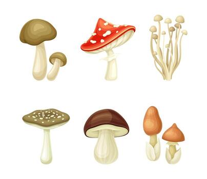 Colorful varieties of mushrooms displayed together vector