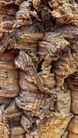Vertical extreme close-up shot capturing the highly abstract and geometric pattern formed by the thick, rugged, and deeply furrowed surface of cork oak tree bark, creating a natural background texture video