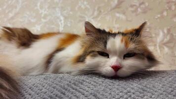 en närbild, horisontell skott av en avslappnad, långhårig kalikå katt, övervägande vit med ingefära och brun plåster, liggande lugnt på en texturerad grå filt med dess huvud vilar ner, visa upp video