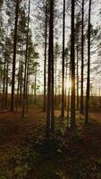 vertical primeira pessoa perspectiva tomada, Como E se caminhando através uma tranquilo outono pinho floresta, com numerosos alto, em linha reta árvore roupa de baixo enquadramento a visualizar, conduzindo a olho sobre uma macio, Grosso terra video