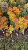 Striking overhead view of bright autumn trees with pale bark and contrast to green undergrowth on forest edge video