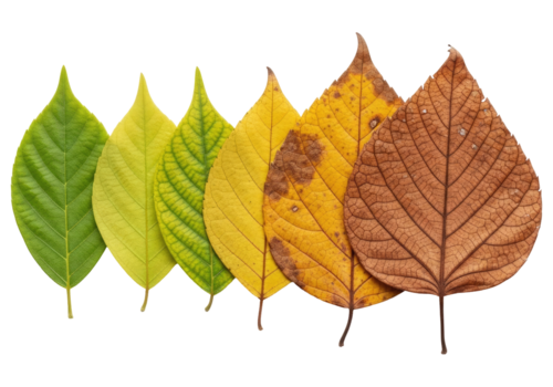 a conceito do mudança e transição mostrando de uma folha, cortar fora, recorte caminho, isolado em uma transparente fundo. png