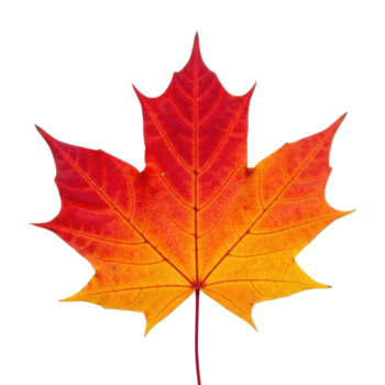 un' singolo acero foglia con un' rosso e giallo pendenza, tagliare fuori, ritaglio sentiero, isolato su un' trasparente sfondo. png