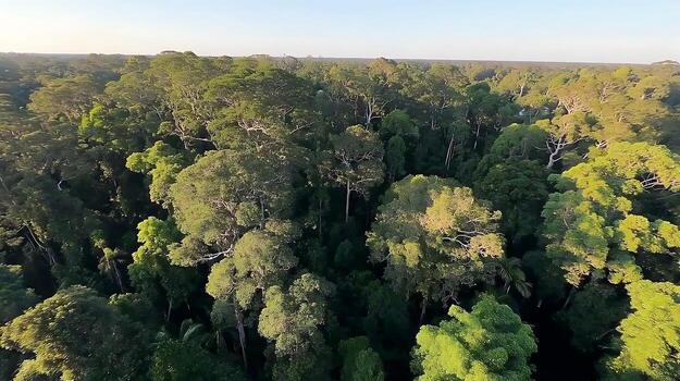 Lush Forest Canopy Bathed in Warm Evening Light From Above photo
