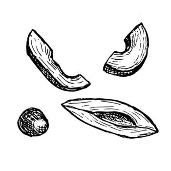 Hand drawn avocado slices set in linear engraving style, sketch of tropical fruit slices with avocado seed or pit. vector