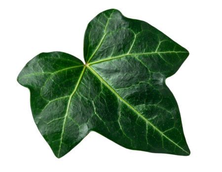 Glossy dark green ivy leaf with shiny surface and distinct veins, triangular botanical form captured in studio on isolated background png