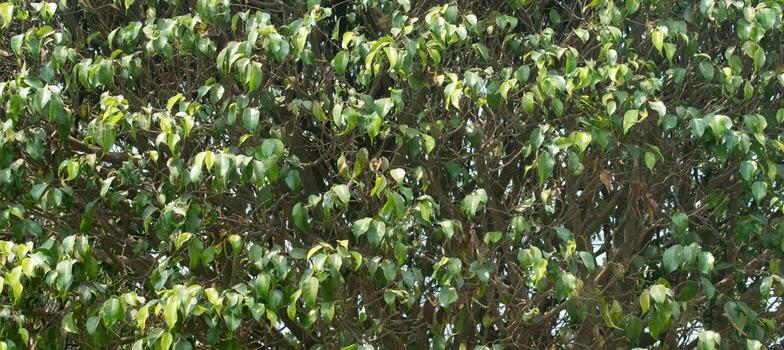 A weeping fig tree with dense green foliage and drooping branches in a garden setting. photo