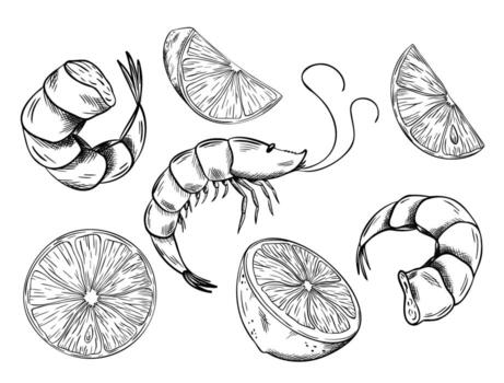 Set of Lemon or lime slice and peeled Shrimp. illustration. Hand drawn sketch of seafood and Half tropical citrus fruit. Design for menu, package, textile, cards vector