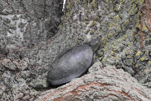 tortoise on the bark of aj tree. Ordinary river tortoise of temperate latitudes. The tortoise is an ancient reptile. photo