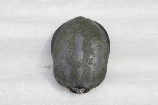 The turtle hid in t86he shell and does not stick out of it. Ordinary river tortoise of temperate latitudes. The tortoise is an ancient reptile. photo