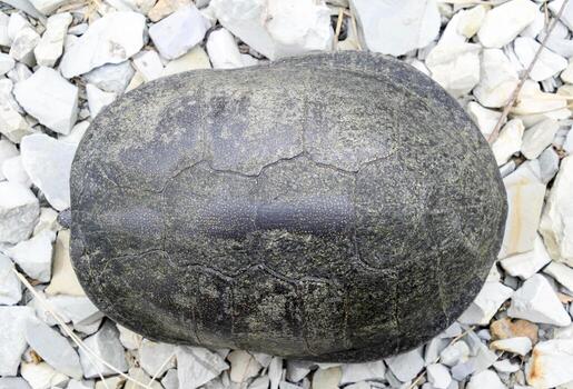 7The turtle hid in the shell and does not stick out of it. Ordinary river tortoise of temperate latitudes. The tortoise is an ancient reptile. photo