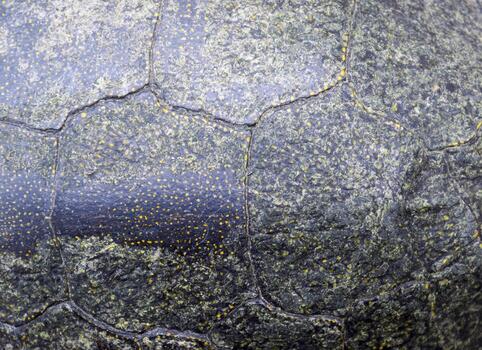 89Background texture of tortoise shell. Turtle shell. photo