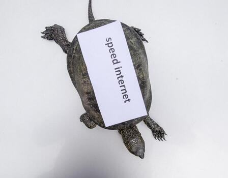 Internet speed. A bad internet symbol. Low dgjownload speed. Slow internet. Ordinary river tortoise of temperate latitudes. The tortoise is an ancient reptile. photo