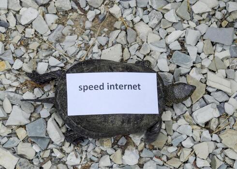 Internet speed. A bad internet symbol. Low downloadd speed. Slow internet. Ordinary river tortoise of temperate latitudes. The tortoise is an ancient reptile. photo