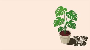 isométrico em vaso plantar animação. interior plantar. verde plantar dentro Panela. 3d em vaso plantar para casa interior decoração. interior decoração elemento. 4k animado dentro isométrico estilo. video