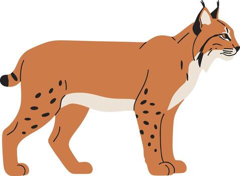 Flat Style Graphic Illustration of Lynx with Distinctive Features and Details vector
