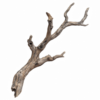 oud droog boom Afdeling met ruw schors structuur en natuurlijk gebogen vorm geïsoleerd Aan transparant achtergrond png