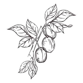 Plums, garden fruits on a branch with leaves. All objects are hand-drawn in ink and converted into . The illustration is perfect for product packaging design, printing on fabric, paper vector
