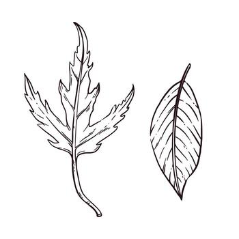 Set of illustrations of autumn leaves, maple leaf, chestnut leaf. All objects are hand-drawn in ink and converted into . Perfect for printing on fabric, paper, for design vector
