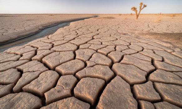 Cracked barren desert floor with a dried riverbed and a distant joshua tree under a clear sky photo