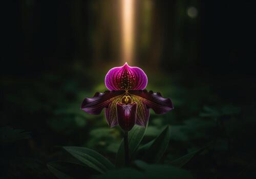 Dramatic purple orchid illuminated by a golden light beam in a dark forest setting photo