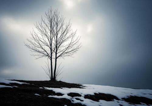 Dramatic wide shot of a solitary bare sapling with branches reaching towards an overcast winter sky photo