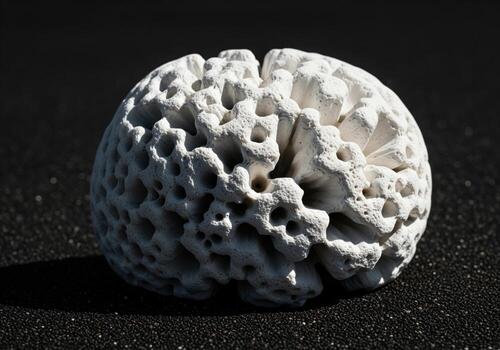 Close up of a unique white porous coral rock with intricate holes on a dark black background photo