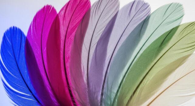 Multiple soft delicate feathers arranged in a gentle fanned curve showing a spectrum of colors photo