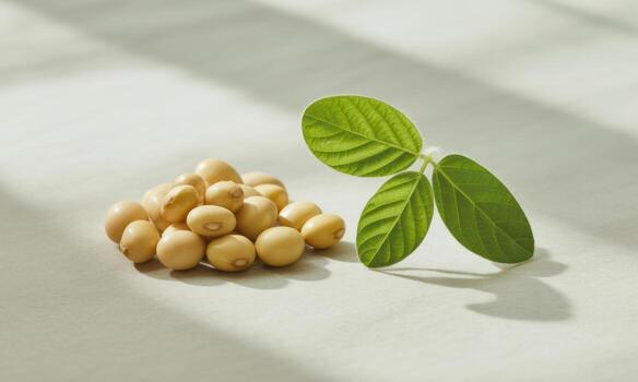 Hyper realistic studio photograph of soybeans and a fresh green sprout photo