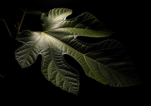 intenso bajo llave fotografía de un soltero oscuro aceituna verde higo hoja con áspero superficie debajo destacar foto