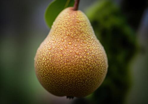 Ultra detailed macro photograph of a ripe bosc pear with water droplets hanging from a branch photo